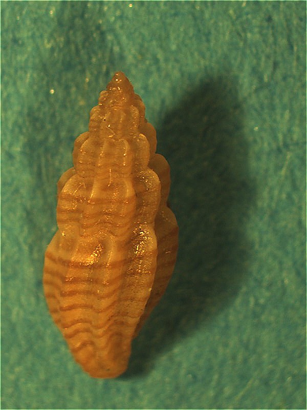 Conferma su Mangelia